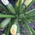 Hot sale  hybrid F1vegetable  striped zucchini  squash seeds